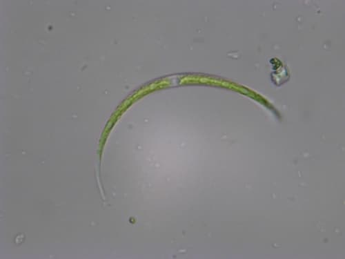 Closterium acutum — photo 1