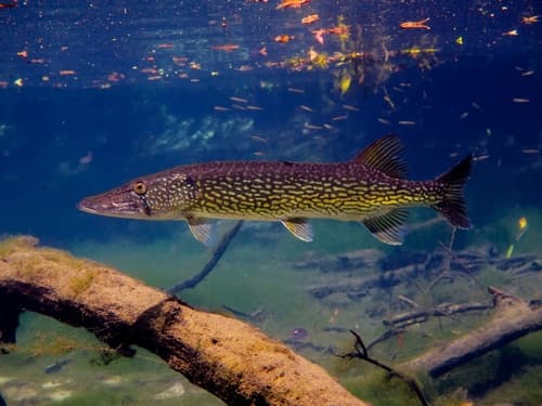 Chain Pickerel — photo 1