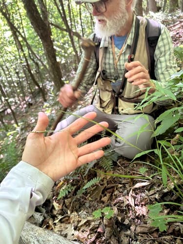 summer sedge — photo 1