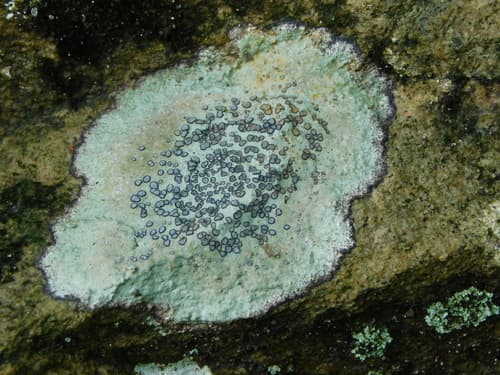 Smokey-eyed Boulder Lichen — photo 1