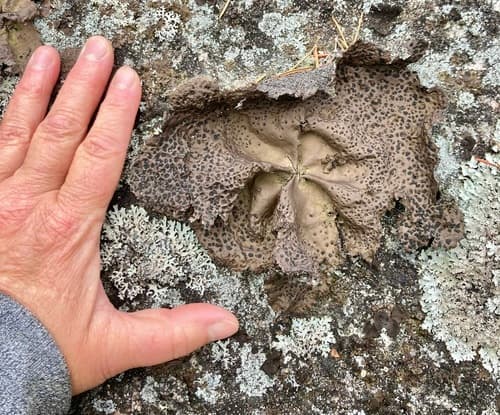 Lesser Rocktripe — photo 1