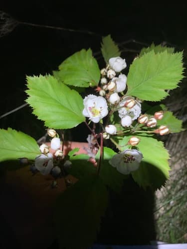 Scarlet Hawthorn — photo 1