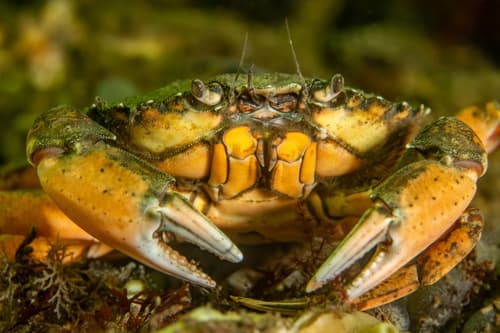 European Green Crab — photo 1