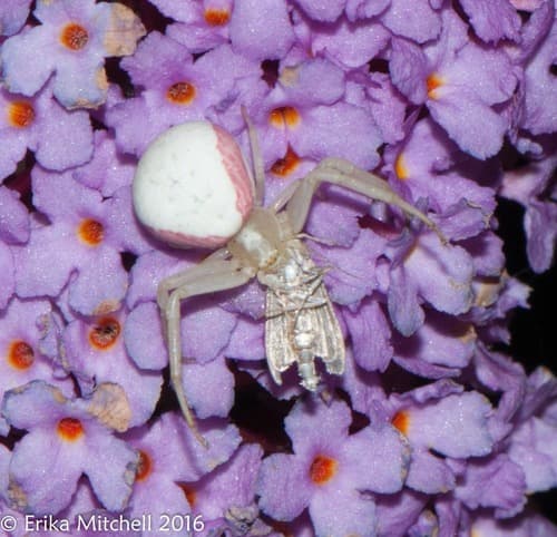 Goldenrod Crab Spider — photo 1