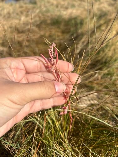 Maritime Saltbush — photo 1