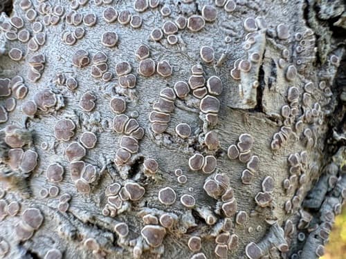 Pink-eyed White-rim — photo 1