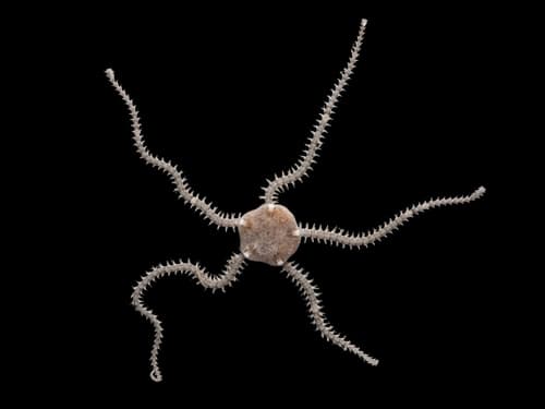 Dwarf Brittle Star — photo 1