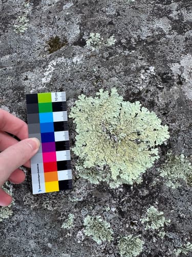 rock greenshield lichen — photo 1