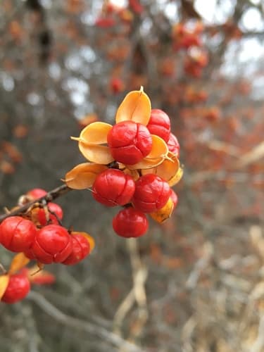 Asian bittersweet — photo 1