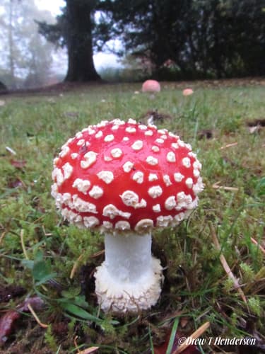 Fly Agaric — photo 1