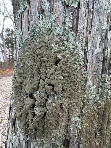 rough speckled shield lichen — photo 1