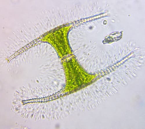 Staurastrum anchora — photo 1