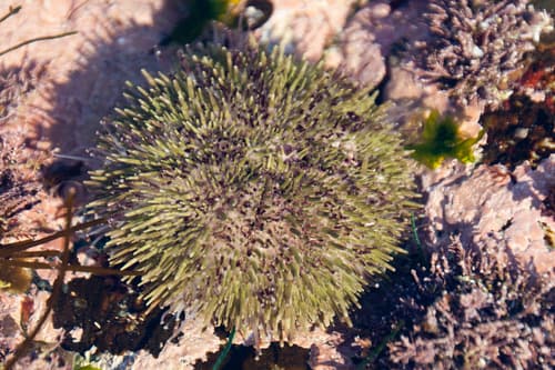 Arctic Green Sea Urchin — photo 1