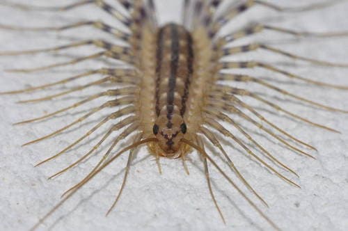 House Centipede — photo 1