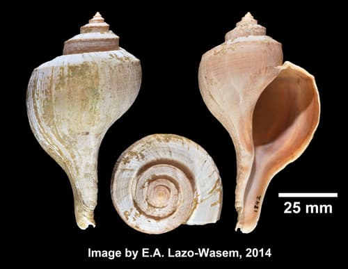 Channeled Whelk — photo 1