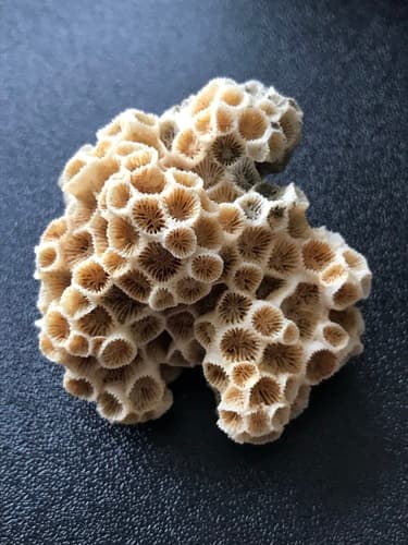 Northern Star Coral — photo 1