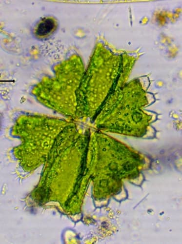 Micrasterias brachyptera — photo 1