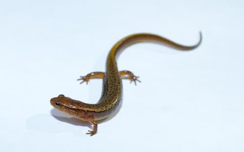 Northern Two-lined Salamander — photo 1