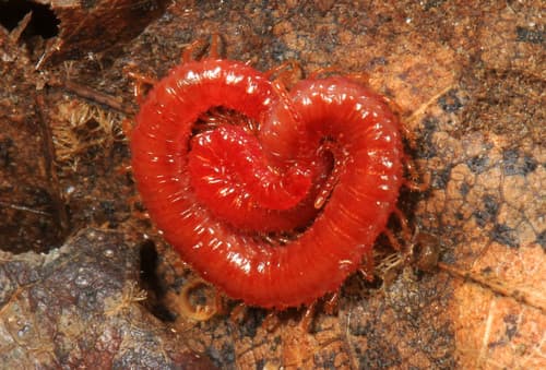 Strigamia bothriopus — photo 1