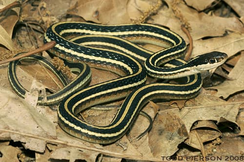 Common Ribbon Snake — photo 1