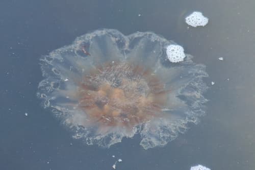 Atlantic Lion's Mane Jelly — photo 1
