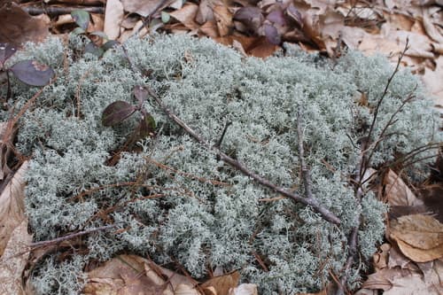 gray reindeer lichen — photo 1