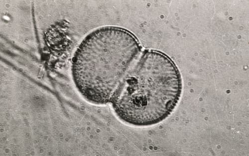 Cosmarium connatum — photo 1