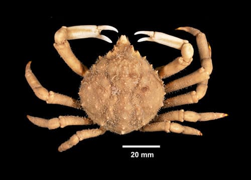 Portly Spider Crab — photo 1