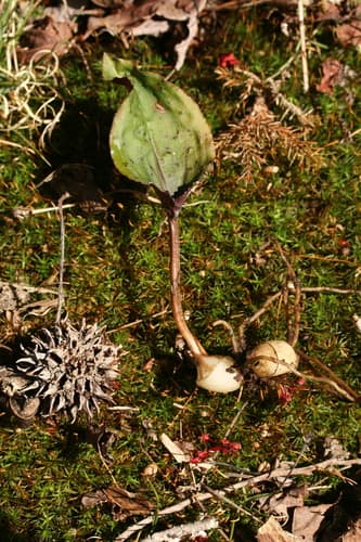 crane-fly orchid — photo 1