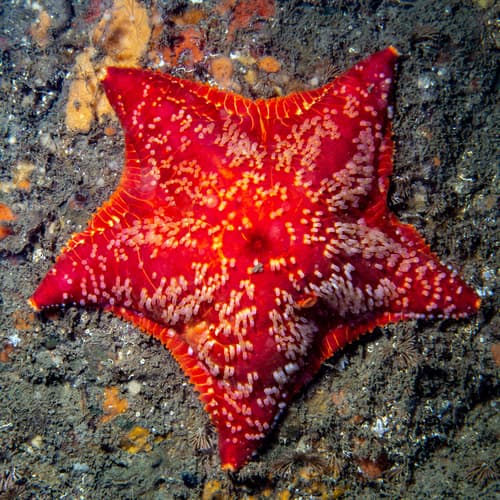 Red Cushion Star — photo 1