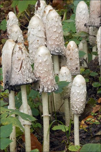 Shaggy Mane — photo 1