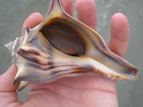 Knobbed Whelk — photo 1