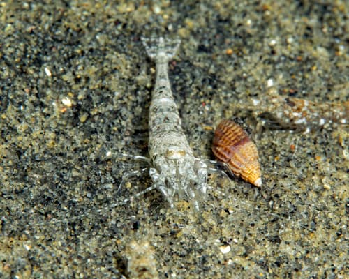 Sand Shrimp — photo 1