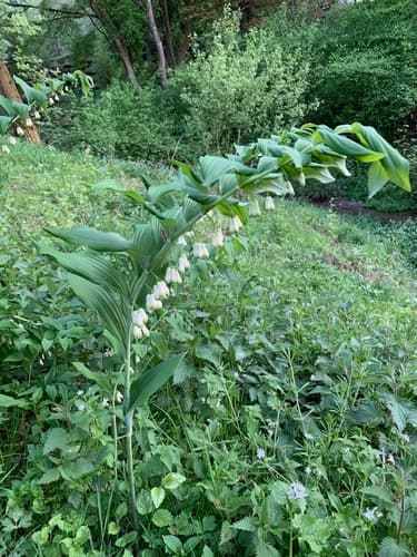 Solomon's-seal — photo 1