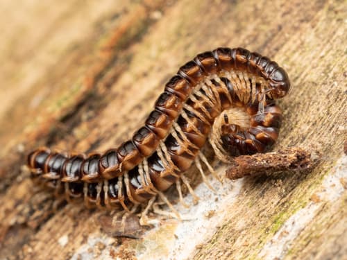 Greenhouse Millipede — photo 1