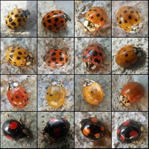 Asian Lady Beetle — photo 1