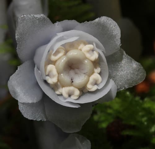 Ghost Pipe — photo 1