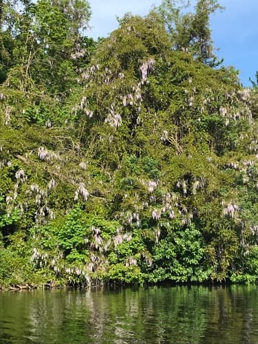 Japanese wisteria — photo 1