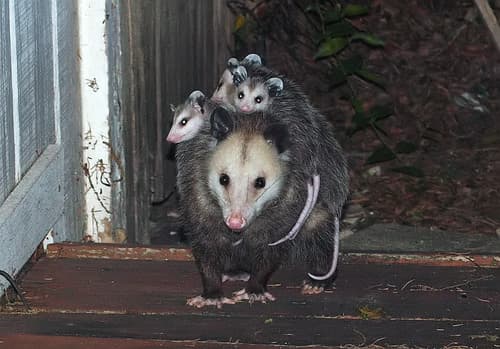 Virginia Opossum — photo 1