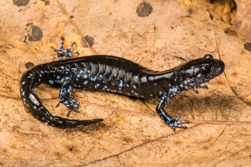 Blue-spotted Salamander — photo 1