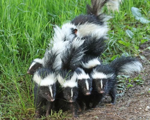 Striped Skunk — photo 1