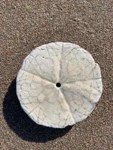 Common Sand Dollar — photo 1