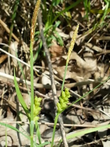 Slender Loose-flowered Sedge — photo 1