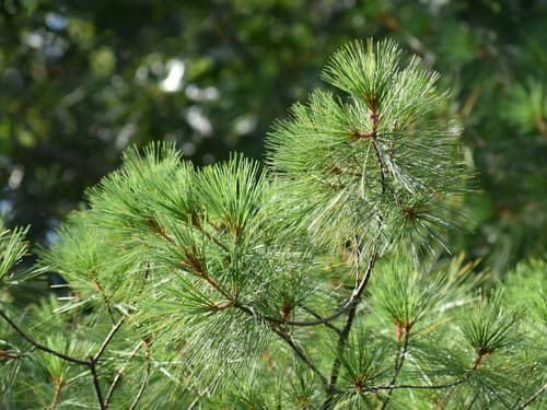 eastern white pine — photo 1