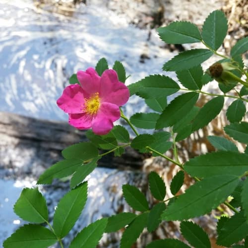 Carolina rose — photo 1