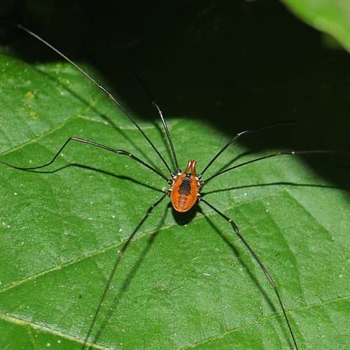 Eastern Harvestman — photo 1