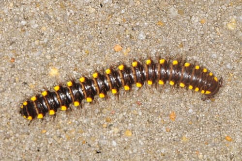 Boraria stricta — photo 1