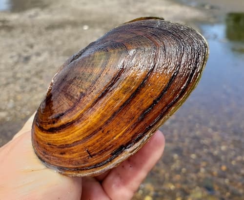 Eastern Elliptio — photo 1