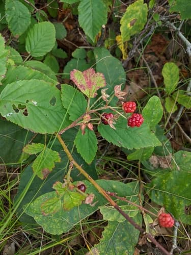 Bicknell's Bristleberry — photo 1