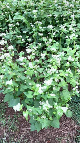Common Buckwheat — photo 1